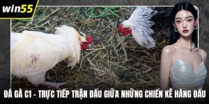 Đá Gà C1 – Trực Tiếp Trận Đấu Giữa Những Chiến Kê Hàng Đầu