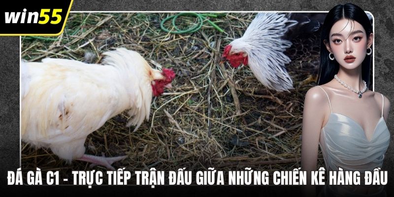 Đá Gà C1 – Trực Tiếp Trận Đấu Giữa Những Chiến Kê Hàng Đầu