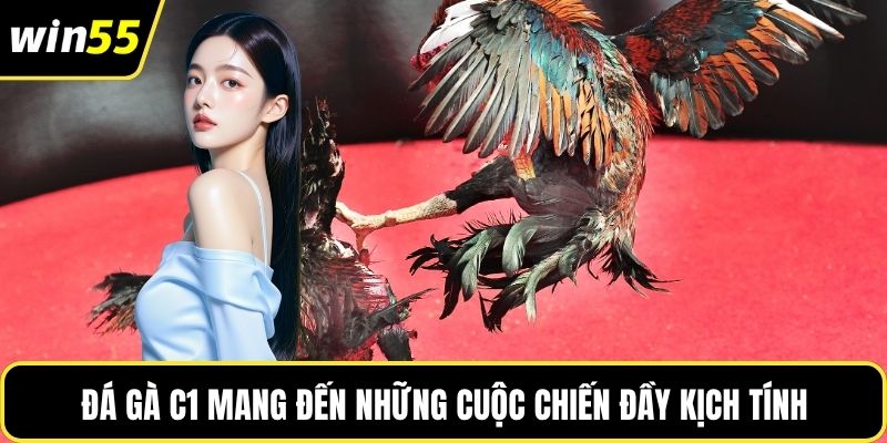 Đá gà C1 mang đến những cuộc chiến đầy kịch tính
