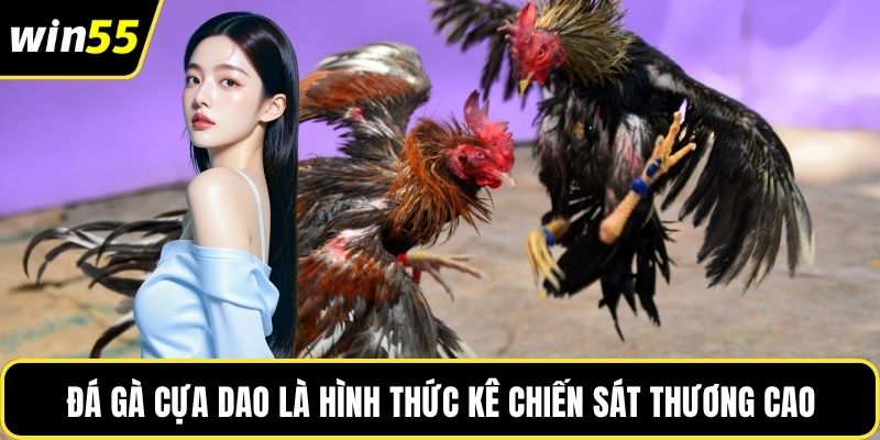 Đá gà cựa dao là hình thức kê chiến sát thương cao