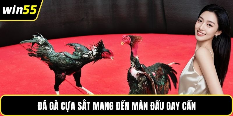 Đá gà cựa sắt mang đến màn đấu gay cấn