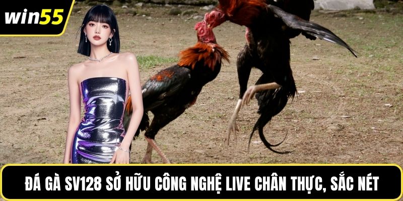 Đá gà SV128 sở hữu công nghệ live chân thực, sắc nét