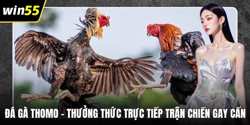Đá Gà Thomo – Thưởng Thức Trực Tiếp Trận Chiến Gay Cấn
