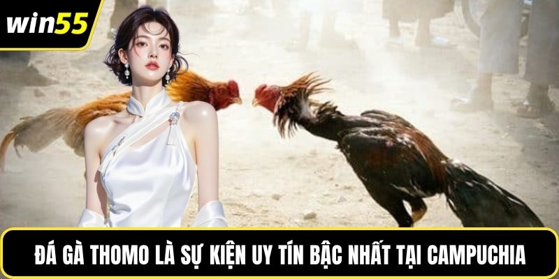 Đá gà Thomo là sự kiện uy tín bậc nhất tại Campuchia