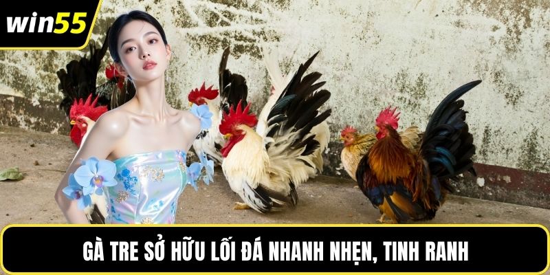 Gà tre sở hữu lối đá nhanh nhẹn, tinh ranh