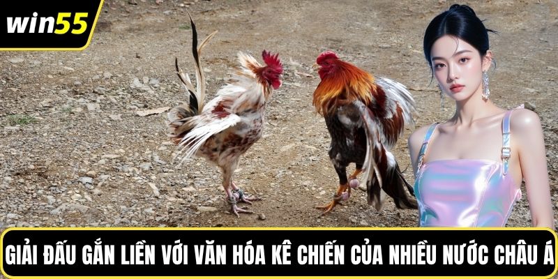 Giải đấu gắn liền với văn hóa kê chiến của nhiều nước châu Á