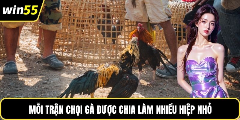Mỗi trận chọi gà được chia làm nhiều hiệp nhỏ